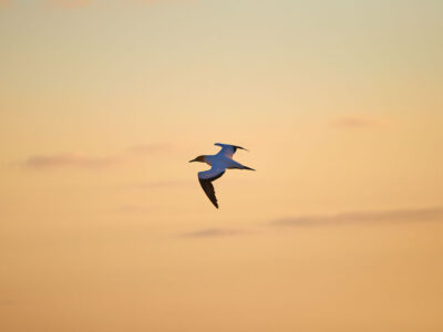 Gannet Sunset